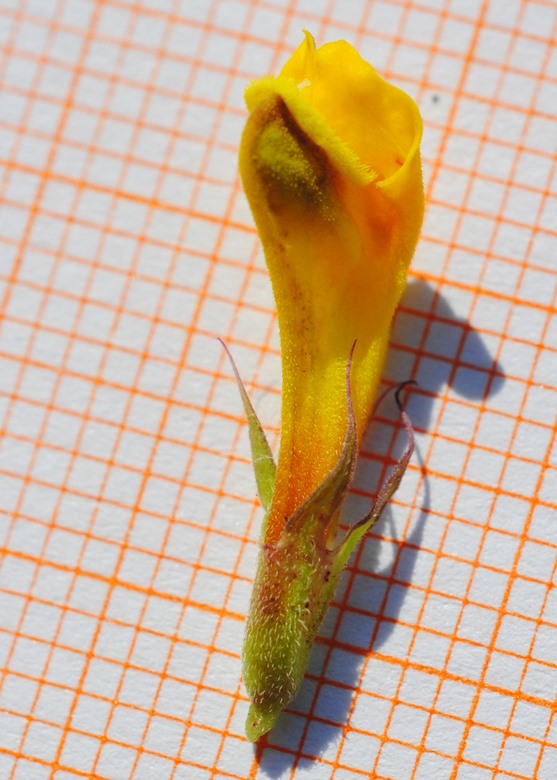 Melampyrum italicum?